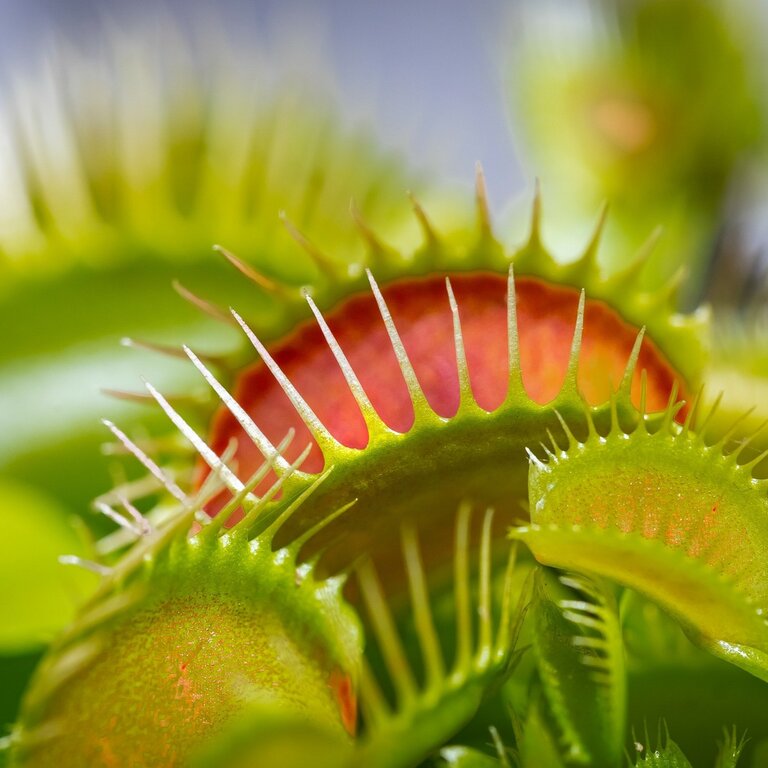 Carnivorous Plants - Cowell's Garden Centre | Woolsington
