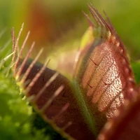 Carnivorous Plants
