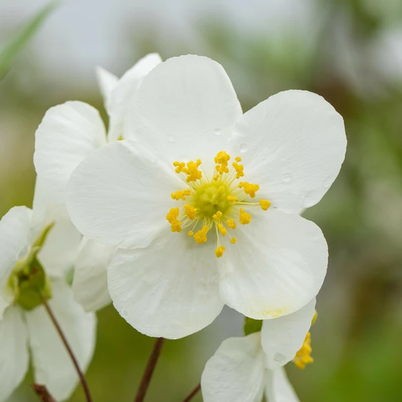 Carpenteria californica - image 1