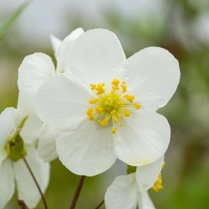 Carpenteria californica