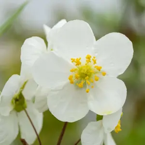 Carpenteria californica 'Ladham's Variety'
