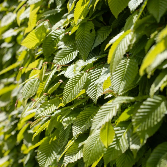 Carpinus betulus 12L - image 2