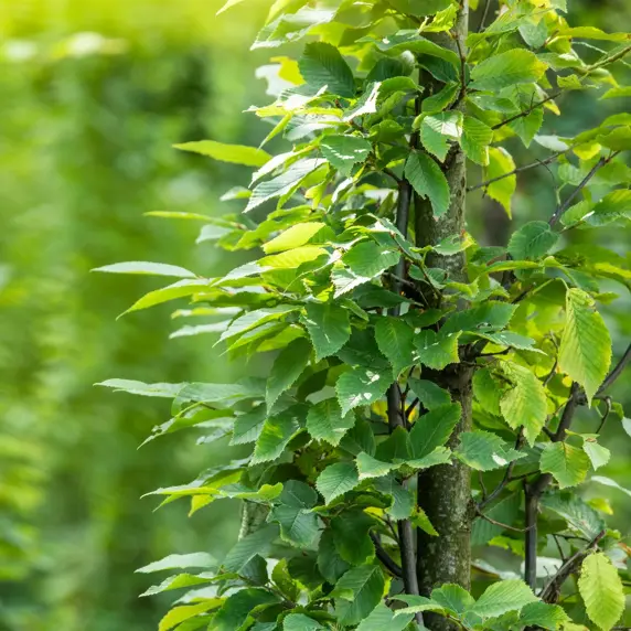 Carpinus betulus 60L Metal Arch - image 1