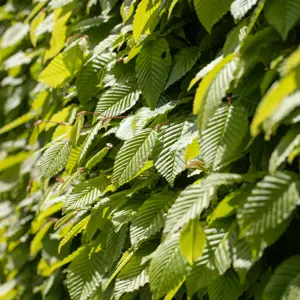 Carpinus betulus 60L Metal Arch - image 2