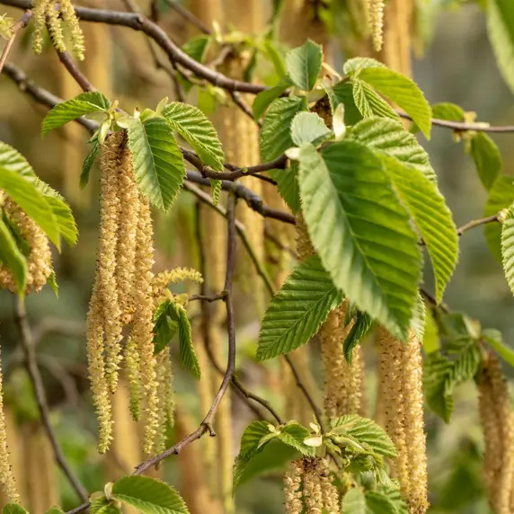 Carpinus betulus 60L Metal Arch - image 3