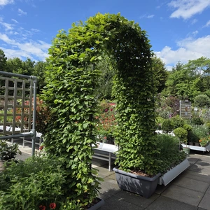 Carpinus betulus Metal Arch
