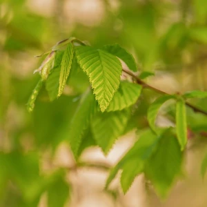 Carpinus betulus 'Fastigiata' 12L