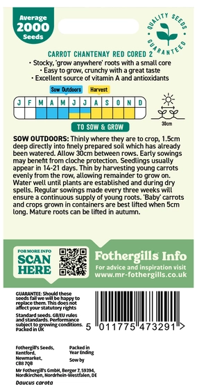 Carrot Chantenay Red Cored 2 - image 2