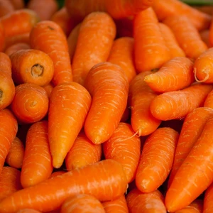 Carrot 'Katrin' 8.5cm