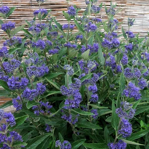 Caryopteris x clandonensis 'Dark Knight' - image 2