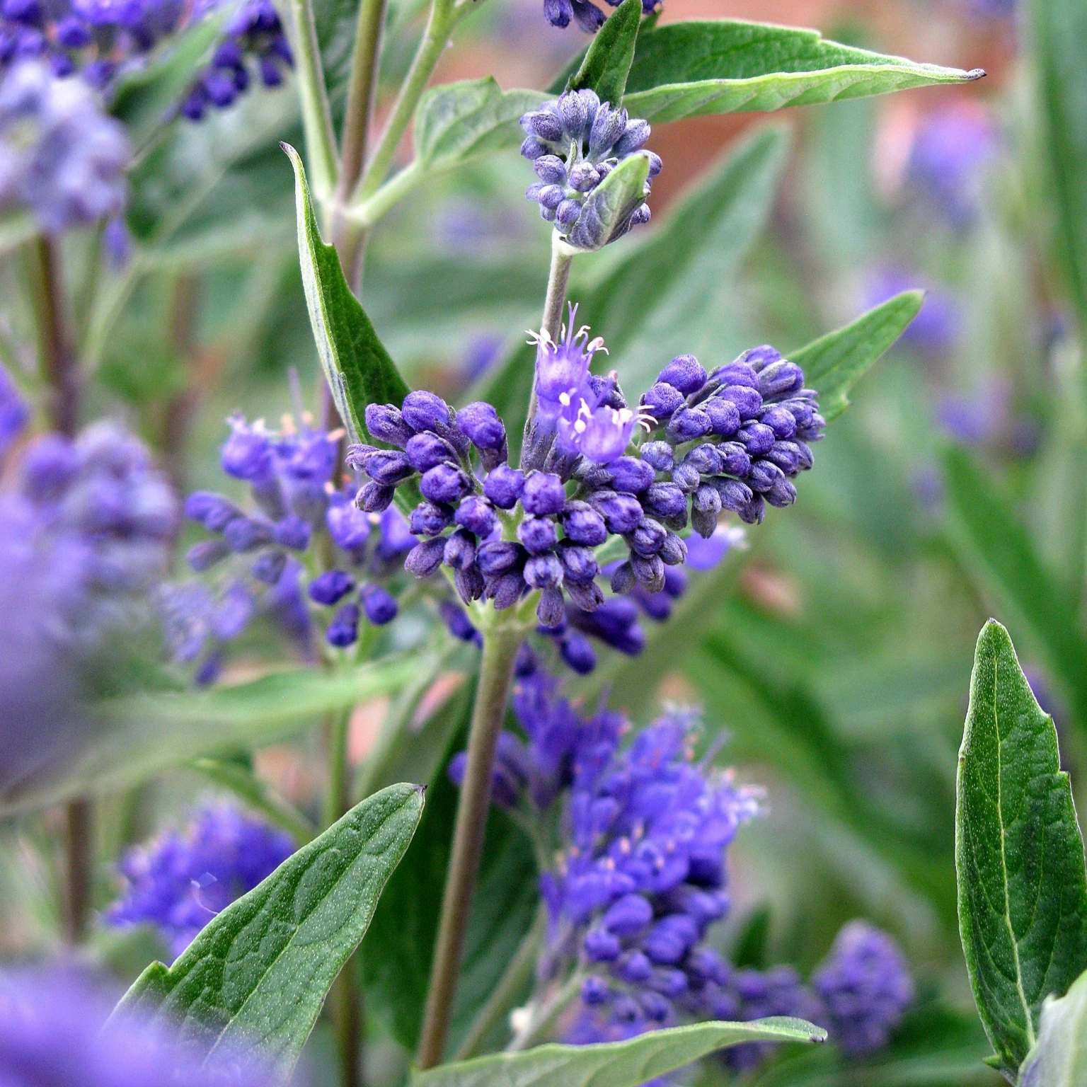 Caryopteris x clandonensis 'Dark Knight' - Cowell's Garden Centre