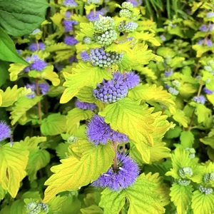 Caryopteris clandonensis 'Good As Gold'