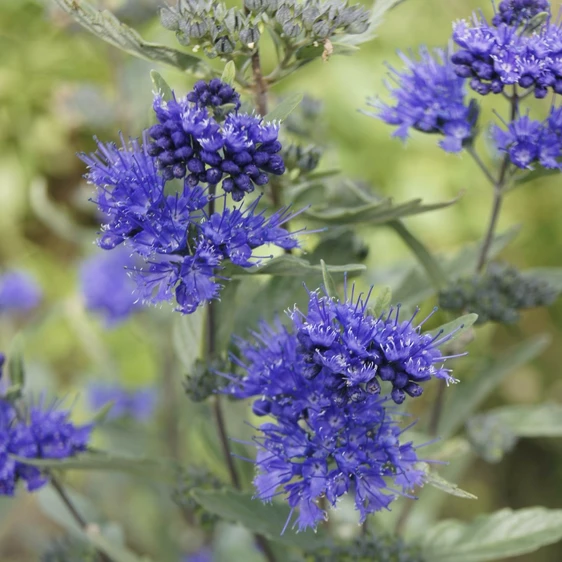 Caryopteris cladonensis 'Kew Blue'