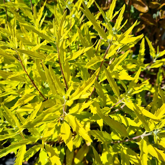 Caryopteris x clandonensis 'Worcester Gold'