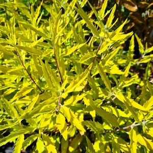 Caryopteris x clandonensis 'Worcester Gold'