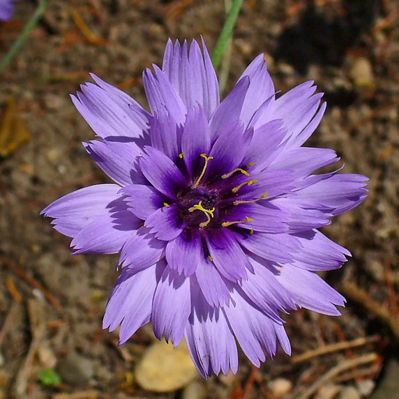 Catananche caerulea 'Amor Blue' - image 2