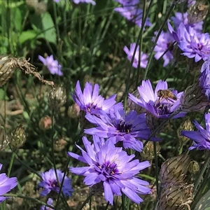 Catananche caerulea 'Amor Blue' - image 2