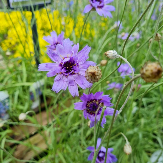 Catananche caerulea 'Blue' - image 3