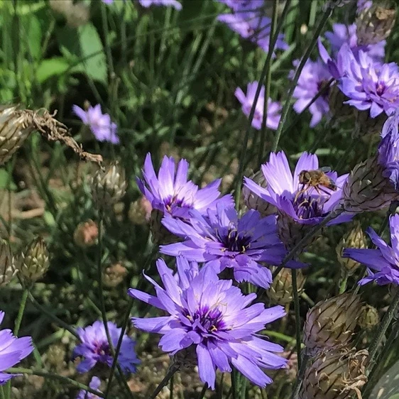 Catananche caerulea 'Blue' - image 2