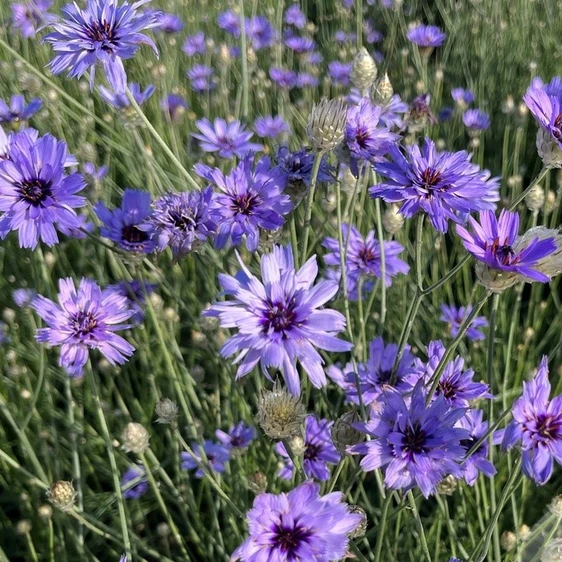 Catananche caerulea 'Blue' - image 1