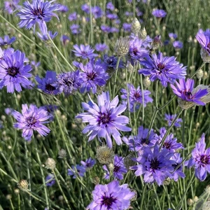 Catananche caerulea 'Blue' - image 1