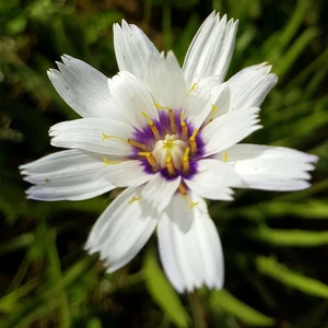 Catananche caerulea 'Alba'