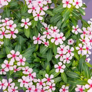 Image Credit: Soiree® Suntory Flowers Europe