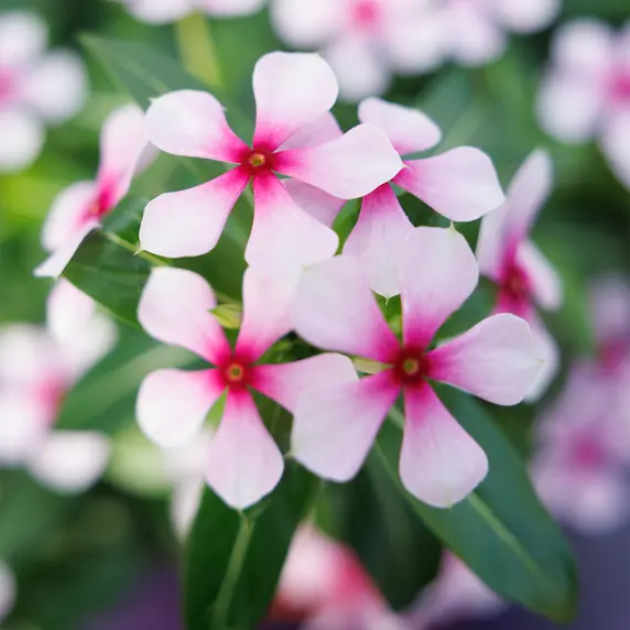 Image Credit: Soiree® Suntory Flowers Europe