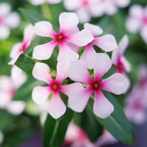 Image Credit: Soiree® Suntory Flowers Europe