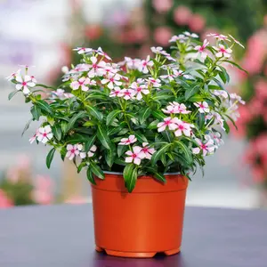 Image Credit: Soiree® Suntory Flowers Europe