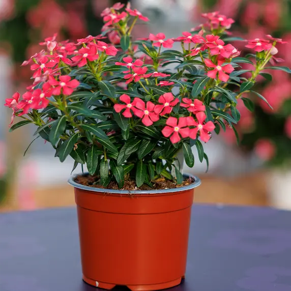Image Credit: Soiree® Suntory Flowers Europe