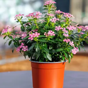 Image Credit: Soiree® Suntory Flowers Europe