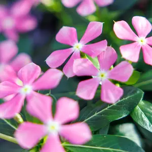 Image Credit: Soiree® Suntory Flowers Europe