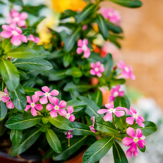 Image Credit: Soiree® Suntory Flowers Europe