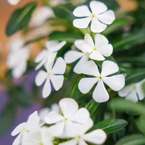 Image Credit: Soiree® Suntory Flowers Europe
