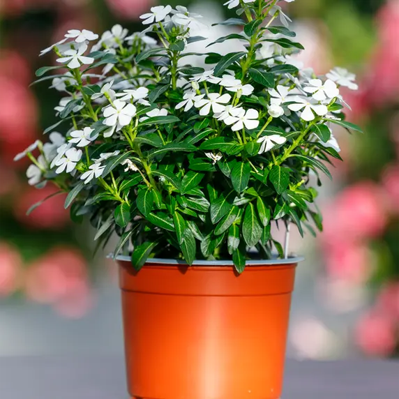 Image Credit: Soiree® Suntory Flowers Europe