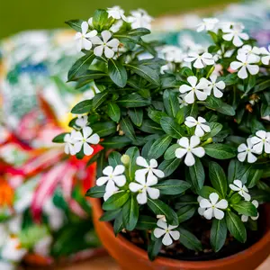 Image Credit: Soiree® Suntory Flowers Europe