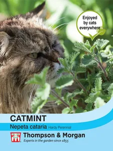Catmint - image 1