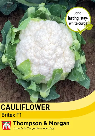 Cauliflower Britex F1 Seeds - image 1