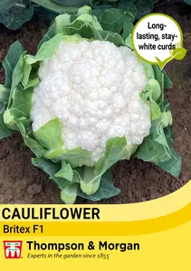 Cauliflower Britex F1 Seeds - image 1