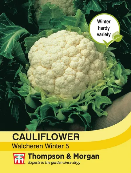 Cauliflower Walcheren Winter 5 - image 1