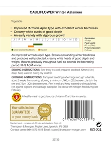 Cauliflower Winter Aalsmeer - image 2