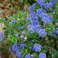 Ceanothus