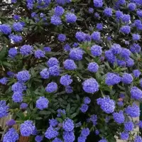 Ceanothus