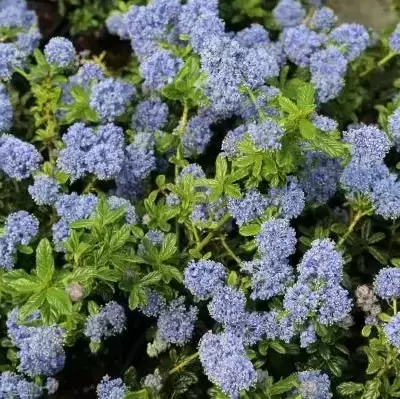 Ceanothus 'Blue Mound'