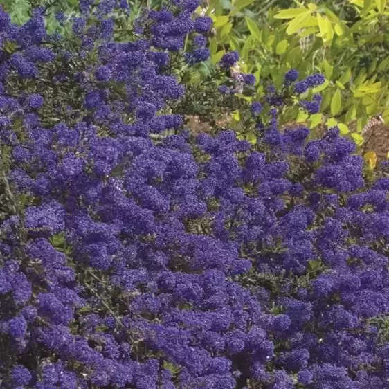 Ceanothus 'Blue Sapphire' 3L - image 2