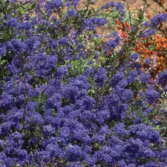 Ceanothus 'Blue Sapphire' 3.4L - image 1