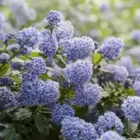 Ceanothus (Californian Lilac)