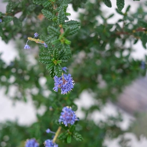 Ceanothus 'Dark Star'