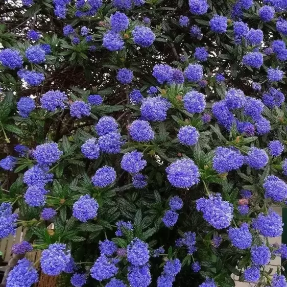 Ceanothus 'Italian Skies' 3L